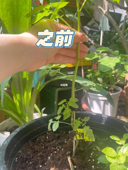西红柿怎样控制徒长_种植番茄怎么防止徒长呢 西红柿怎样控制徒长_种植番茄怎么防止徒长呢 番茄病虫害防治