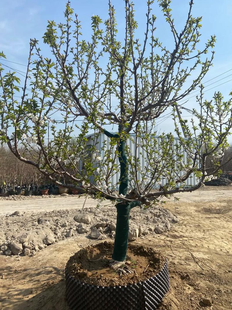 车厘子树夏季可以锯大枝吗_种植番茄怎么压枝视频教程 车厘子树夏季可以锯大枝吗_种植番茄怎么压枝视频教程 种植技巧