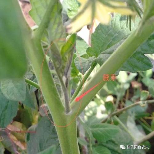 番茄打头咋弄_番茄种植怎么去腋芽的 番茄打头咋弄_番茄种植怎么去腋芽的 植物种类