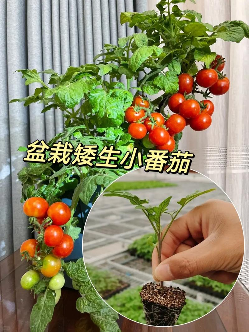 盆栽矮番茄多高要打顶_矮小番茄怎么种植视频 盆栽矮番茄多高要打顶_矮小番茄怎么种植视频 植物种类