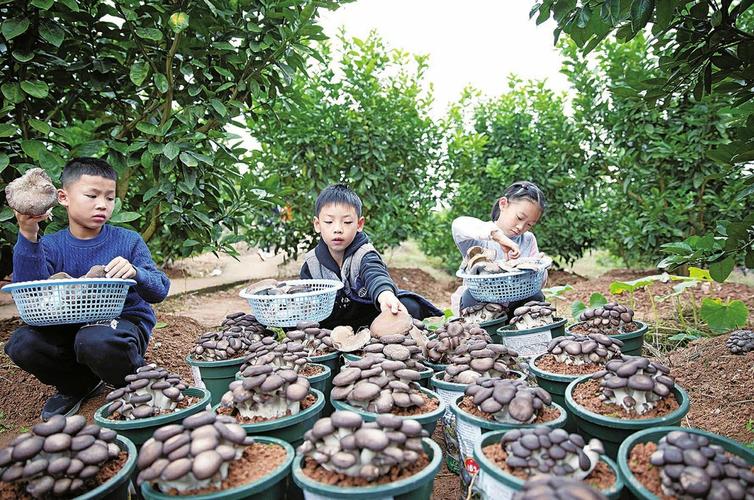 菌包采摘方法_蔬菜种植小技巧蘑菇采摘方法 菌包采摘方法_蔬菜种植小技巧蘑菇采摘方法 植物种类