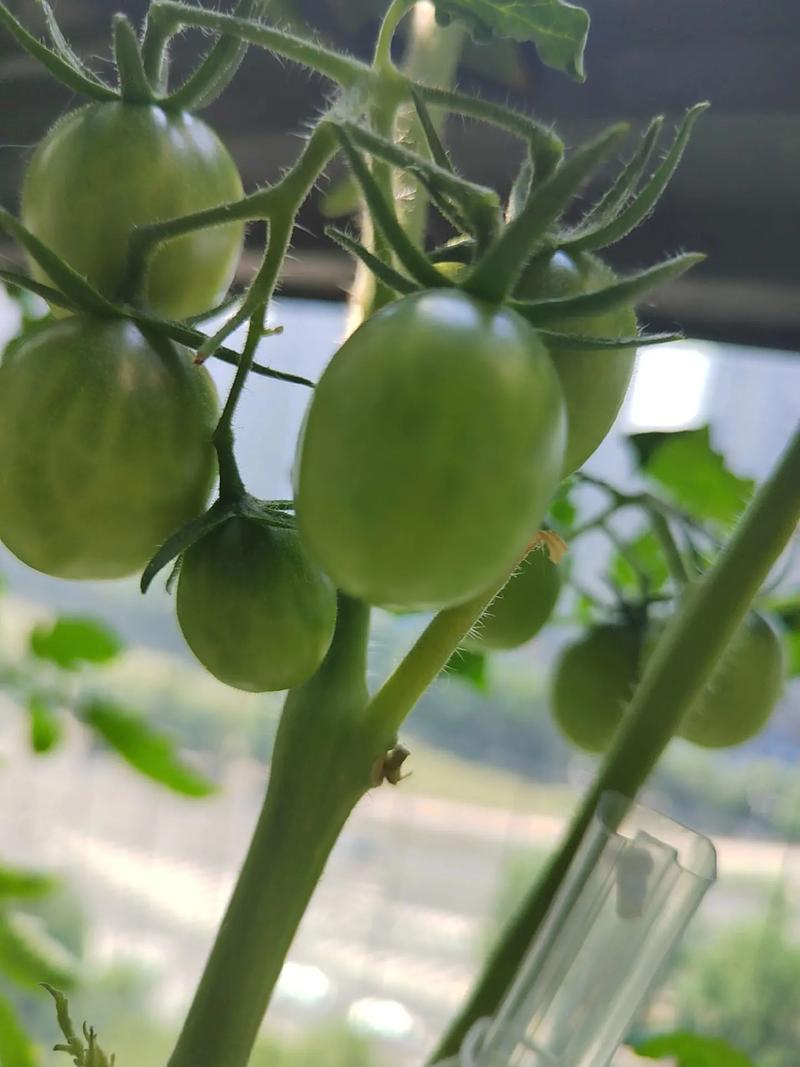 千禧圣女果盆栽种植技术_种植千禧番茄怎么种植好呢 千禧圣女果盆栽种植技术_种植千禧番茄怎么种植好呢 土壤施肥