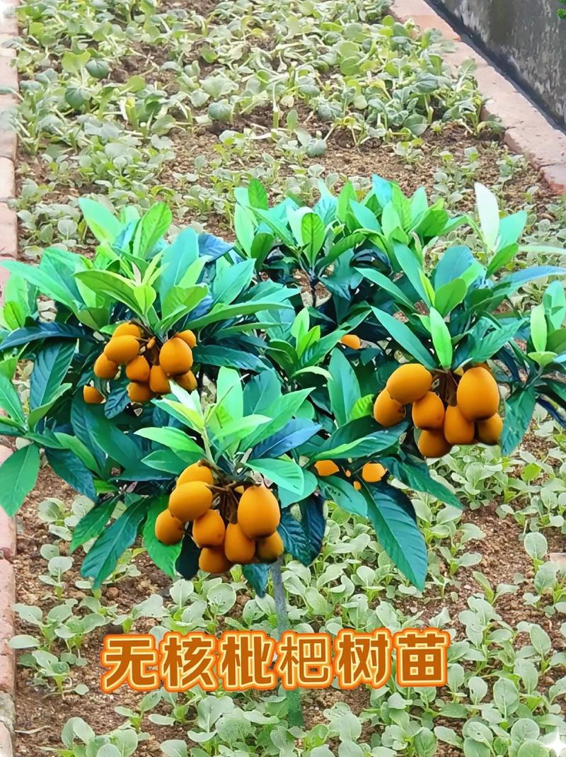 枇杷树如何种植？种植枇杷树有哪些技术要点_园林蔬菜种植技巧有哪些方面 枇杷树如何种植？种植枇杷树有哪些技术要点_园林蔬菜种植技巧有哪些方面 番茄病虫害防治
