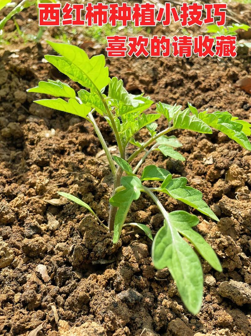 迷你西红柿的种植方法_小番茄直接怎么种植视频 迷你西红柿的种植方法_小番茄直接怎么种植视频 种植技巧