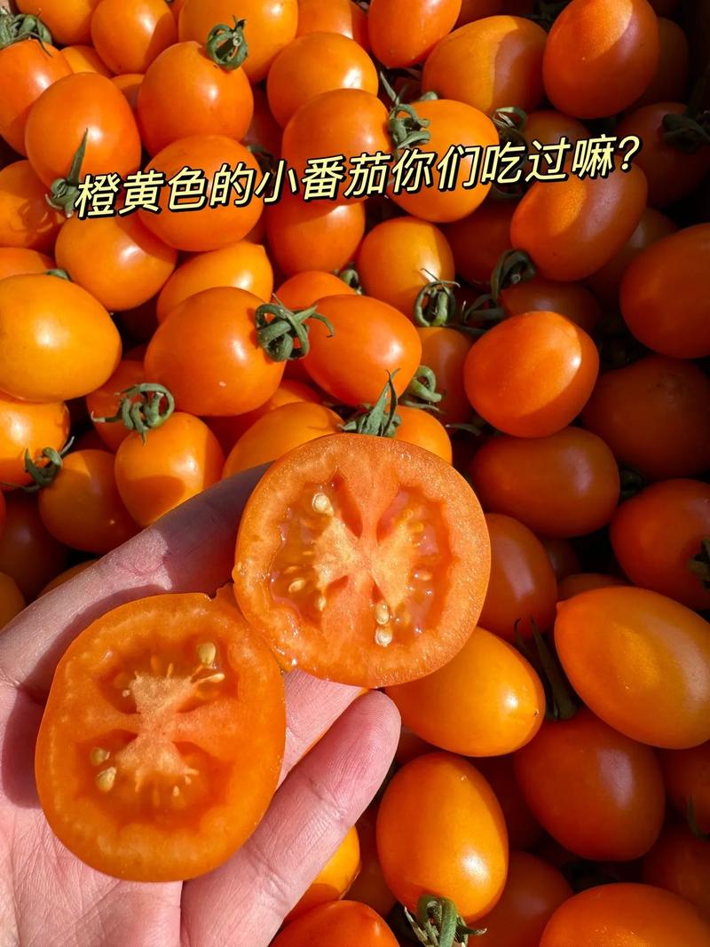 西红柿黄果怎么回事_黄色的小番茄好吗 西红柿黄果怎么回事_黄色的小番茄好吗 土壤施肥