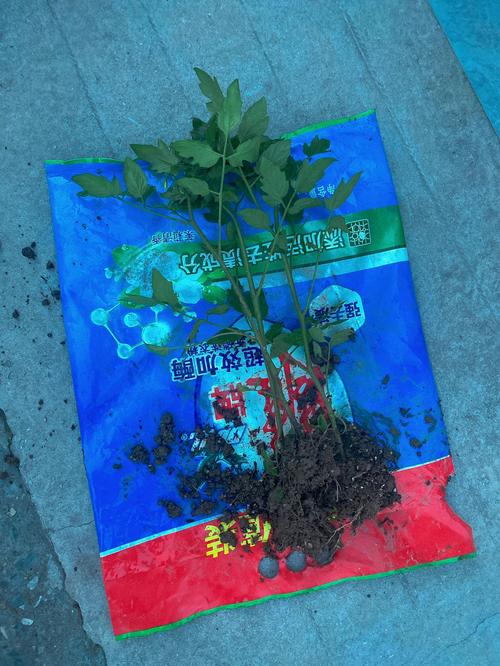 种植番茄是否需要轮作？怎样种植比较好_花生小番茄秧苗怎么种植视频 种植番茄是否需要轮作？怎样种植比较好_花生小番茄秧苗怎么种植视频 番茄病虫害防治