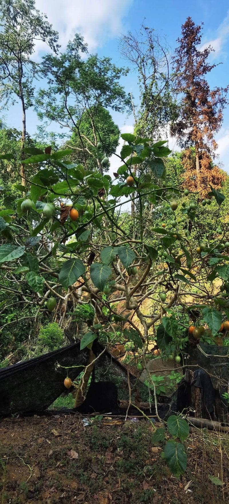番茄小说的介绍视频怎么申请_云南树番茄怎么种植视频教程 番茄小说的介绍视频怎么申请_云南树番茄怎么种植视频教程 番茄种植技巧