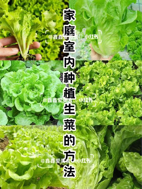 生菜种植方法_蔬菜生菜种植技巧视频 生菜种植方法_蔬菜生菜种植技巧视频 番茄病虫害防治