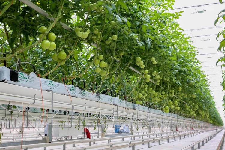 西红柿植株粗壮但是果实生长缓慢，求答怎样解决_番茄种植怎么养粗壮好呢 西红柿植株粗壮但是果实生长缓慢，求答怎样解决_番茄种植怎么养粗壮好呢 农业常识