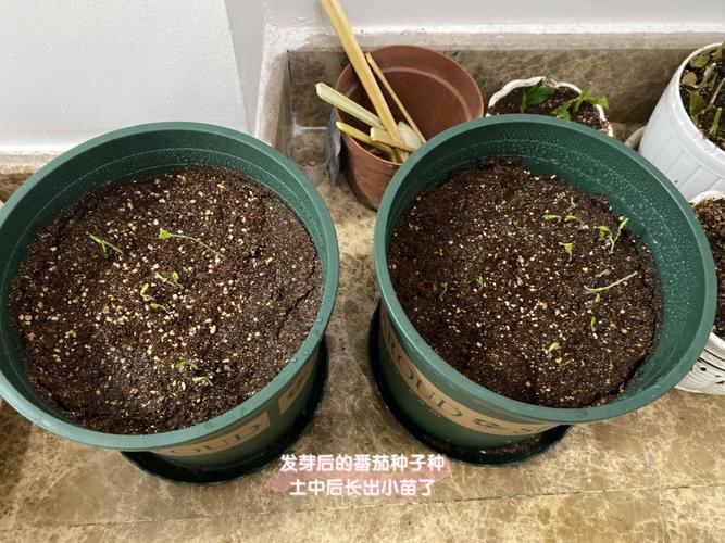 小西红柿种子怎么种_怎么种植小番茄种子视频 小西红柿种子怎么种_怎么种植小番茄种子视频 番茄病虫害防治