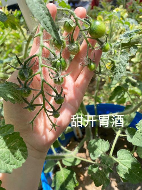 番茄视频怎么样好用吗_怎么种植樱桃小番茄视频教程 番茄视频怎么样好用吗_怎么种植樱桃小番茄视频教程 土壤施肥