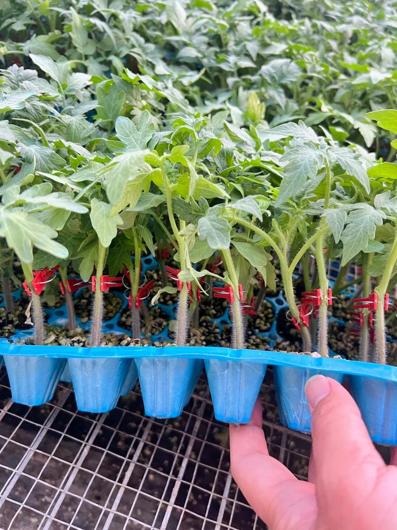 大苗西红柿好生长吗_番茄苗大颗怎么种植的视频 大苗西红柿好生长吗_番茄苗大颗怎么种植的视频 种植技巧