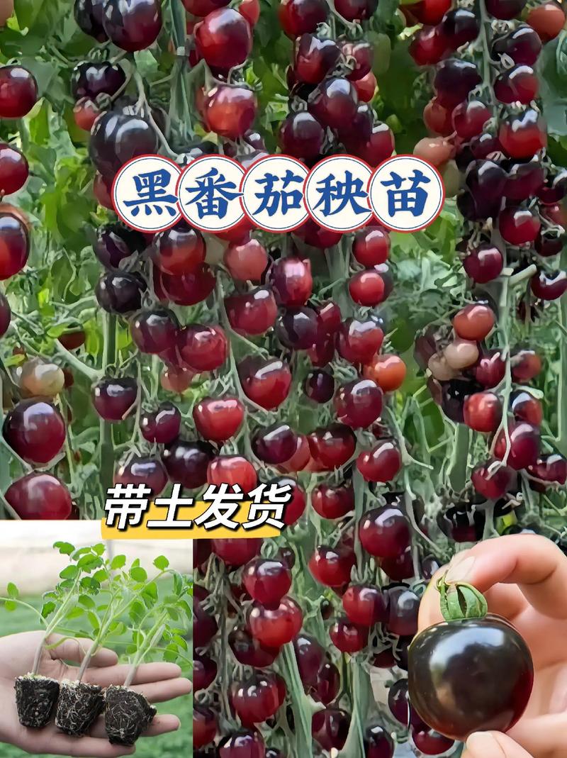 铁皮大桶种菜的正确方法_油桶种黑番茄怎么种植的 铁皮大桶种菜的正确方法_油桶种黑番茄怎么种植的 植物种类
