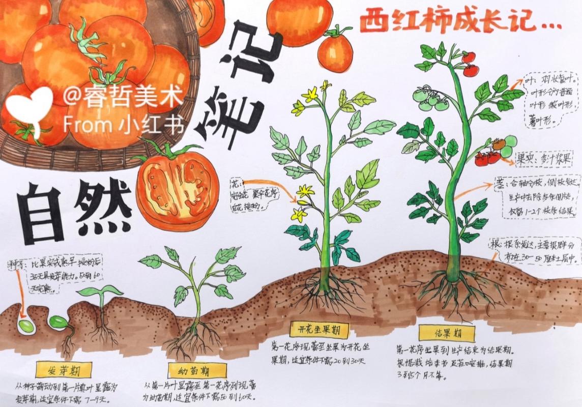 怎样写番茄生长记录_观察日记种植番茄怎么写三年级 植物种类 怎样写番茄生长记录_观察日记种植番茄怎么写三年级 怎样写番茄生长记录_观察日记种植番茄怎么写三年级 植物种类
