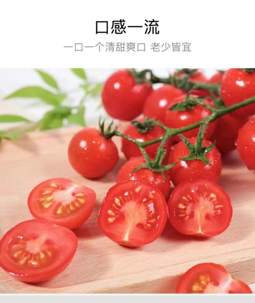 贝贝小番茄不甜怎么办_番茄种植不甜怎么回事儿 贝贝小番茄不甜怎么办_番茄种植不甜怎么回事儿 番茄病虫害防治