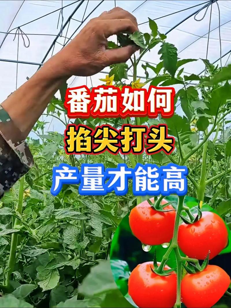 西红柿习性和种植方法_家里如何种番茄 西红柿习性和种植方法_家里如何种番茄 土壤施肥