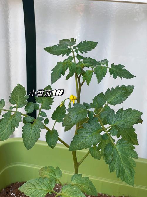家庭种植黄瓜西红柿时间_番茄黄瓜辣椒适宜的储存温度是 家庭种植黄瓜西红柿时间_番茄黄瓜辣椒适宜的储存温度是 植物种类