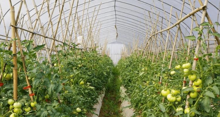 塑料拱棚西红柿搭架方式_塑料罐装番茄怎么种植的 塑料拱棚西红柿搭架方式_塑料罐装番茄怎么种植的 种植技巧