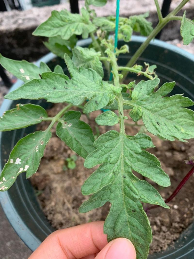 西红柿的主杆里面黑怎么了_种植番茄里面发黑怎么办呢 西红柿的主杆里面黑怎么了_种植番茄里面发黑怎么办呢 土壤施肥