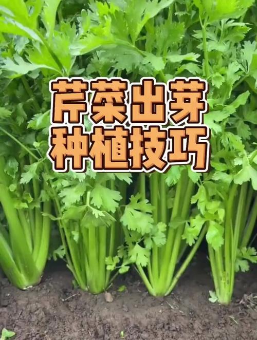 夏天芹菜种植方法_夏天蔬菜种植技巧和方法 夏天芹菜种植方法_夏天蔬菜种植技巧和方法 番茄病虫害防治