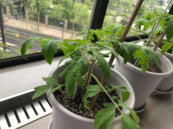 露天番茄如何搭棚防雨水_雨水多番茄还没红就烂了怎么办呢? 露天番茄如何搭棚防雨水_雨水多番茄还没红就烂了怎么办呢? 种植技巧