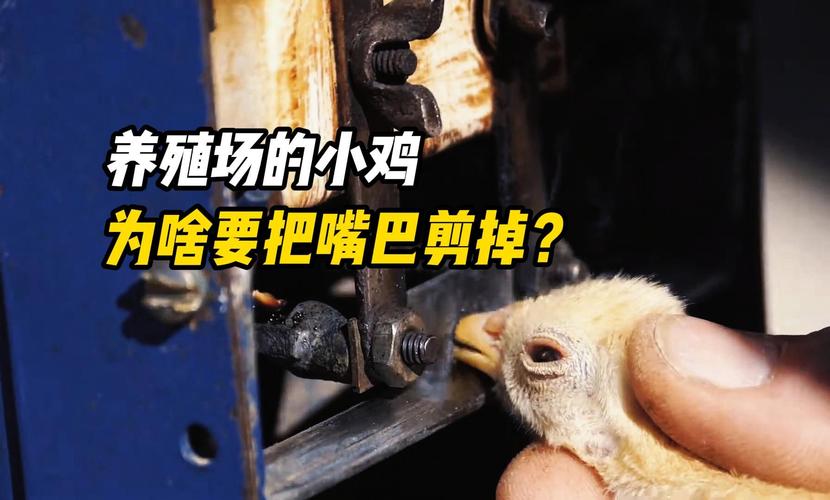 如何防止小鸡被蚊子咬翅膀_铁罐番茄怎么种植的视频 花朵知识 如何防止小鸡被蚊子咬翅膀_铁罐番茄怎么种植的视频 如何防止小鸡被蚊子咬翅膀_铁罐番茄怎么种植的视频 花朵知识
