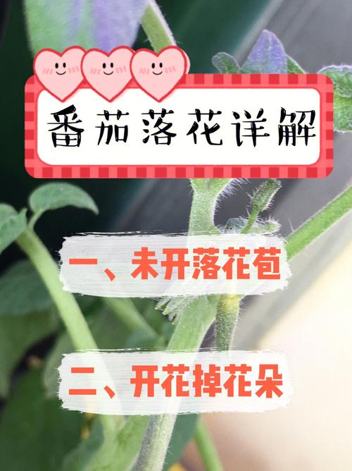 西红柿残花处理晚了怎么办_番茄种植落花怎么办视频 西红柿残花处理晚了怎么办_番茄种植落花怎么办视频 种植技巧
