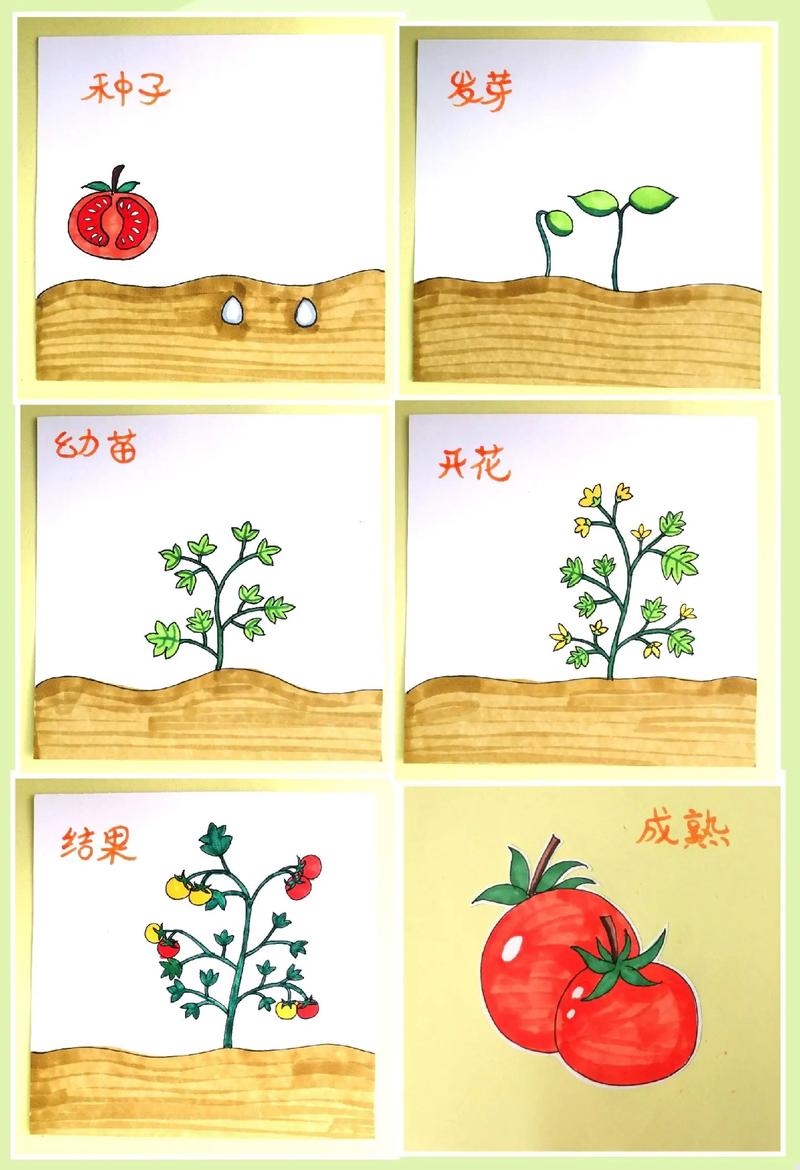 大量小番茄种植过程_小番茄种植怎么记录生长过程 大量小番茄种植过程_小番茄种植怎么记录生长过程 植物种类