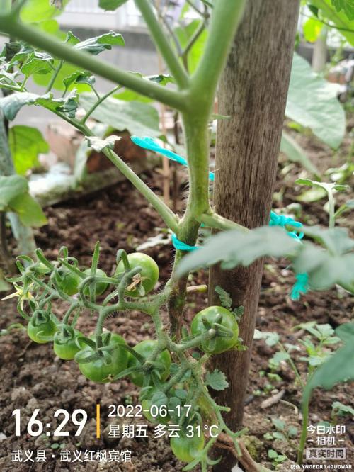 番茄吊线多粗_番茄种植的吊线怎么结出来 番茄吊线多粗_番茄种植的吊线怎么结出来 花朵知识