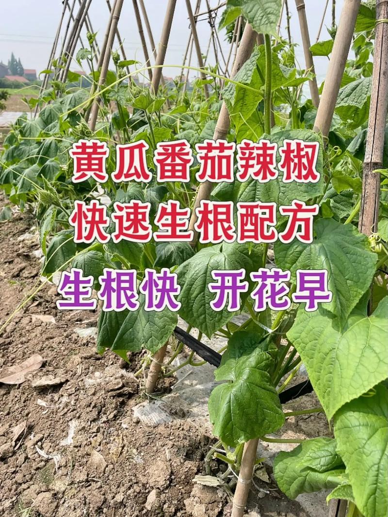 茄子黄瓜番茄如何育苗_番茄青瓜怎么种植的视频 茄子黄瓜番茄如何育苗_番茄青瓜怎么种植的视频 番茄种植技巧