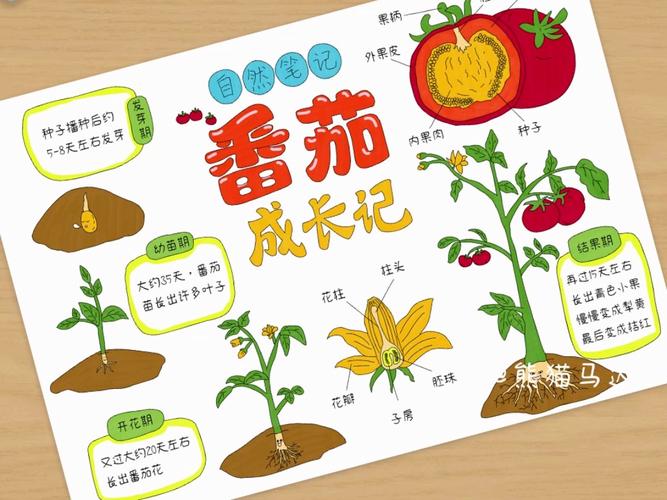 西红柿种植方法和最佳时间_番茄种植思路怎么写的 西红柿种植方法和最佳时间_番茄种植思路怎么写的 花朵知识