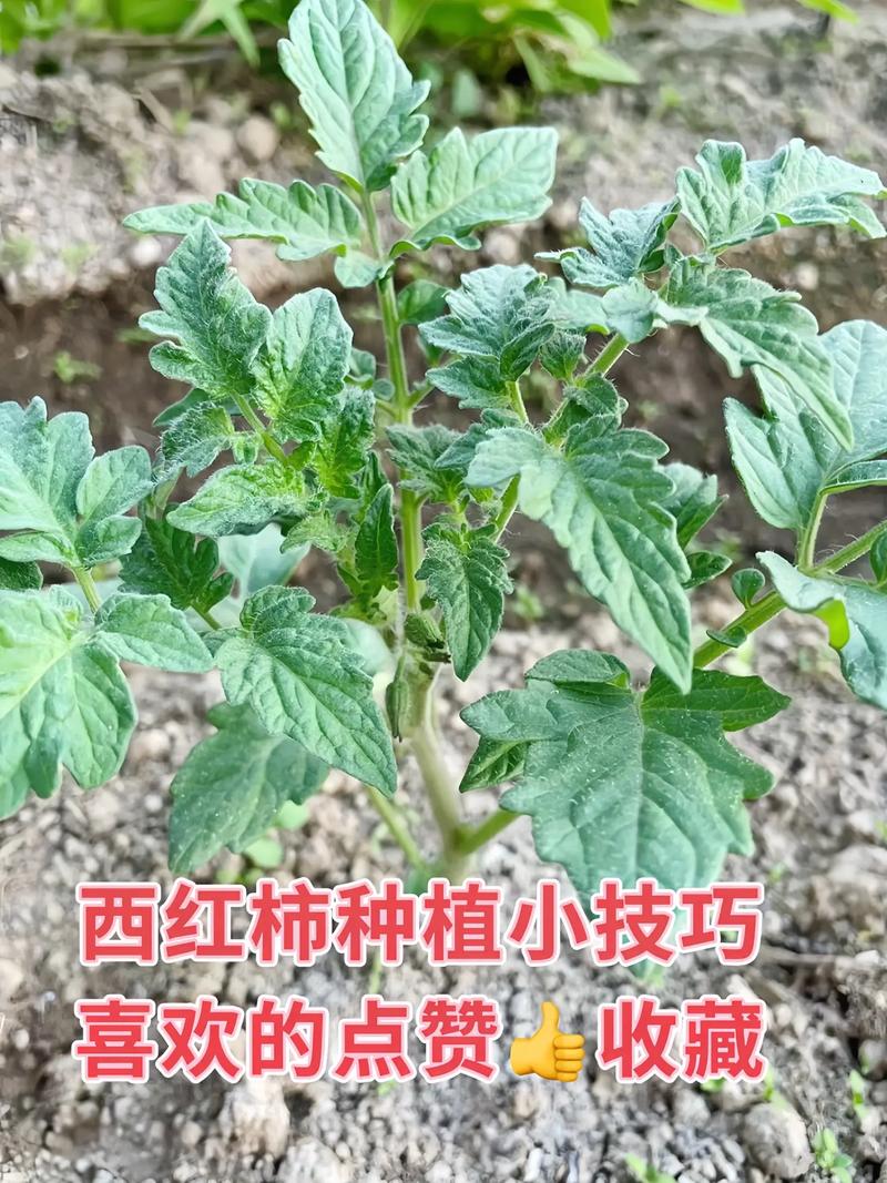 番茄怎样种植才能高产_怎么种植番茄高产呢视频 番茄怎样种植才能高产_怎么种植番茄高产呢视频 植物种类
