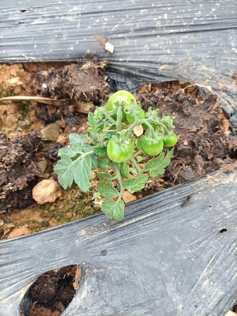 油菜施肥过多，怎么才能保证不倒苗_塘泥怎么种植番茄视频 油菜施肥过多，怎么才能保证不倒苗_塘泥怎么种植番茄视频 花朵知识