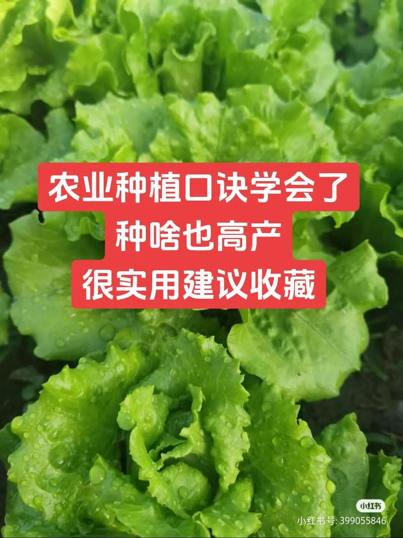 如何种植蔬菜_农业蔬菜种植技巧有哪些方面 如何种植蔬菜_农业蔬菜种植技巧有哪些方面 植物种类