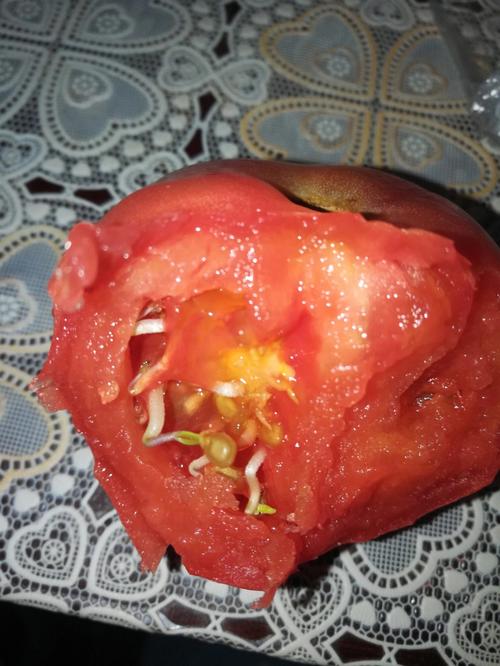 西红柿种子怎么催芽_番茄出芽怎么种植方法视频 西红柿种子怎么催芽_番茄出芽怎么种植方法视频 番茄病虫害防治