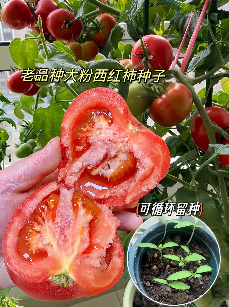 粉丽人西红柿的种植技术_粉番茄是什么品种 粉丽人西红柿的种植技术_粉番茄是什么品种 番茄种植技巧