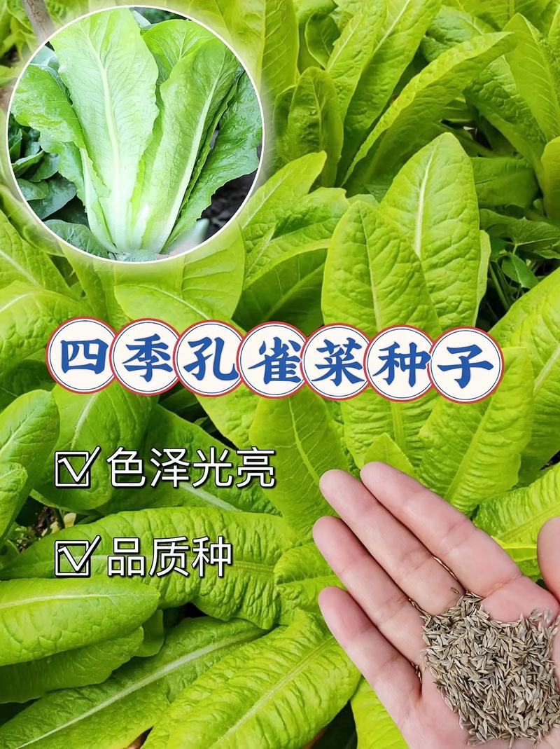 菜农种了很多绿色蔬菜，质量好，怎样帮助他们卖上好价钱呢_爱种蔬菜种植技巧视频 菜农种了很多绿色蔬菜，质量好，怎样帮助他们卖上好价钱呢_爱种蔬菜种植技巧视频 番茄病虫害防治