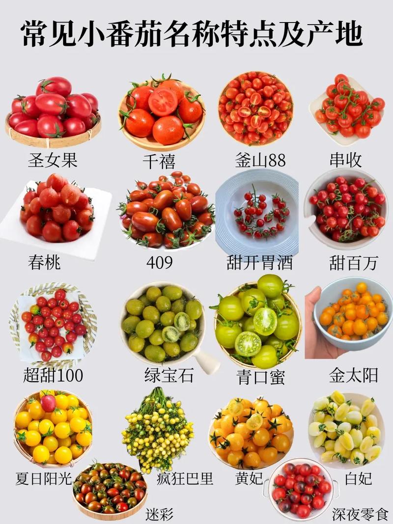 西红柿有什么特点_番茄种植特性介绍怎么写的 西红柿有什么特点_番茄种植特性介绍怎么写的 番茄种植技巧