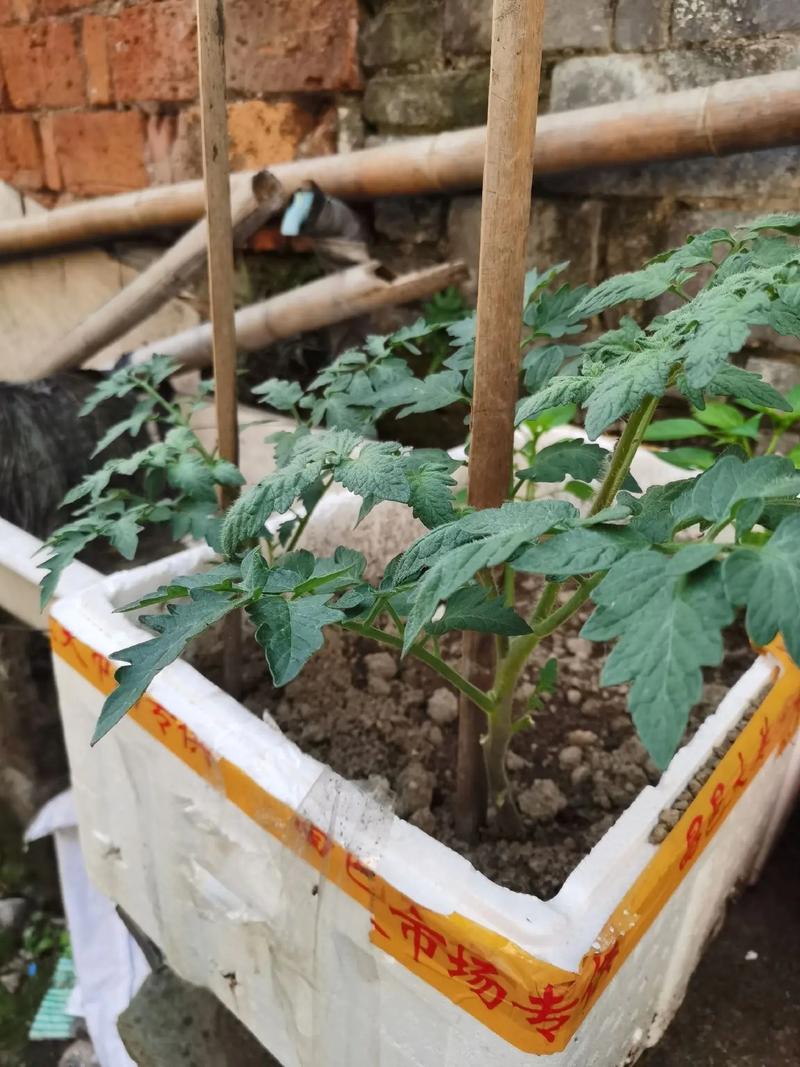 露地番茄难管理，到底难在哪里_番茄怎么那么难种植呢 露地番茄难管理，到底难在哪里_番茄怎么那么难种植呢 番茄病虫害防治
