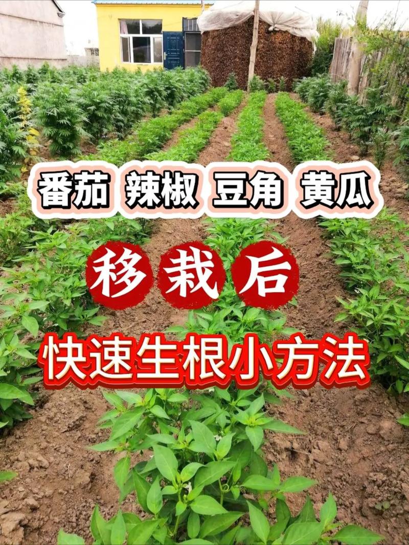 蔬菜水果定植后如何促进根系生长_蔬菜种苗种植技巧和方法 蔬菜水果定植后如何促进根系生长_蔬菜种苗种植技巧和方法 番茄种植技巧