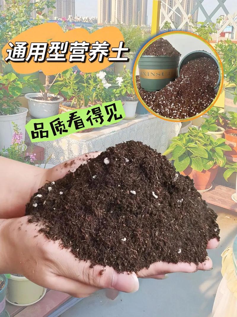 如何用泥炭育苗块进行番茄育苗_泥炭土种植番茄怎么种植 如何用泥炭育苗块进行番茄育苗_泥炭土种植番茄怎么种植 农业常识
