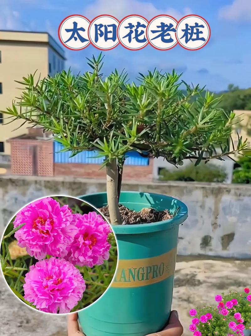 为什么现在花卉变成了菜，菜变成了花卉_番茄老桩怎么种植视频 为什么现在花卉变成了菜，菜变成了花卉_番茄老桩怎么种植视频 番茄病虫害防治