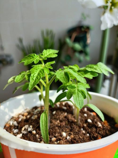 西红柿怎样控制徒长_番茄怎么种植防徒长得快 土壤施肥 西红柿怎样控制徒长_番茄怎么种植防徒长得快 西红柿怎样控制徒长_番茄怎么种植防徒长得快 土壤施肥
