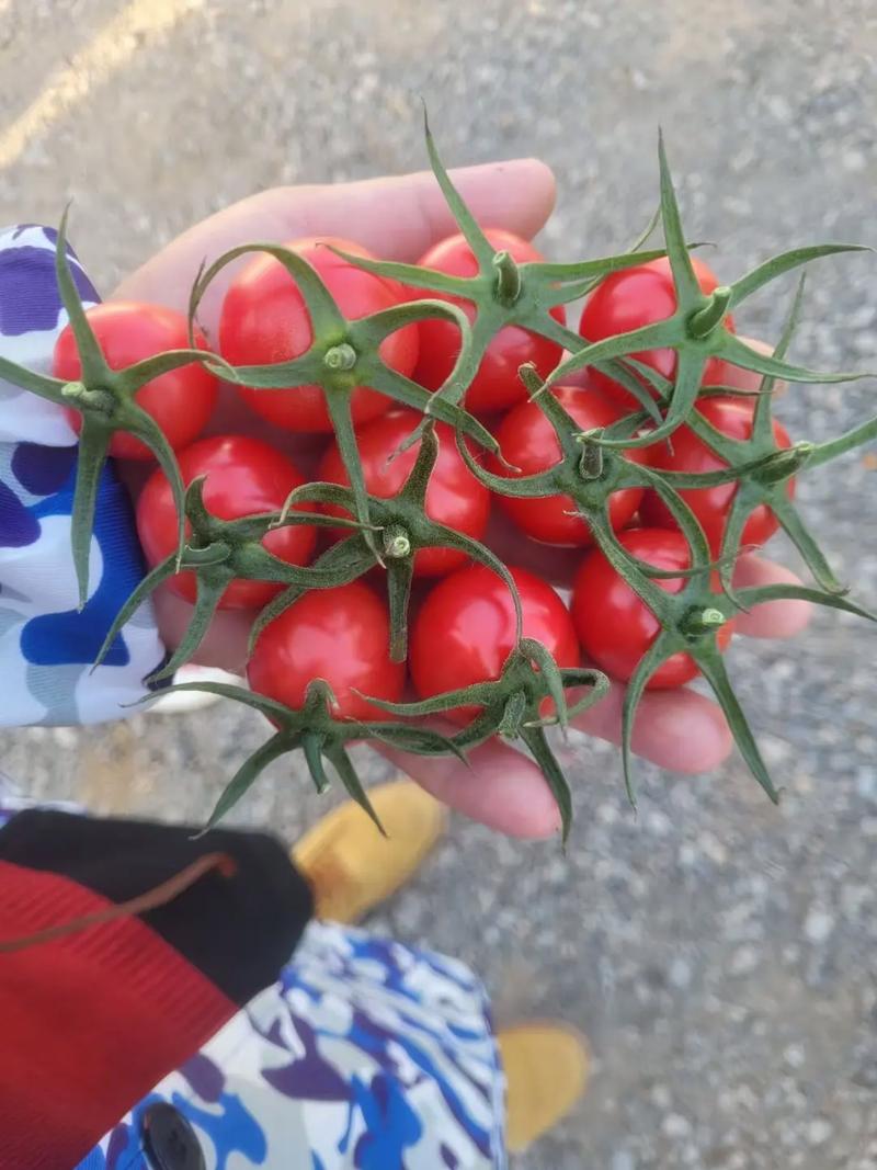 怎样能够让西红柿结出更多的果实_番茄怎么种植果实大些呢视频 怎样能够让西红柿结出更多的果实_番茄怎么种植果实大些呢视频 番茄种植技巧