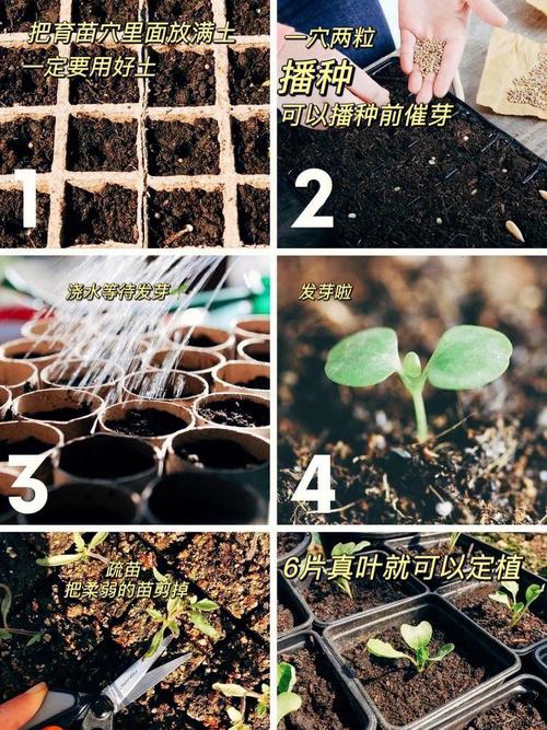 鲜西红柿种子的种植方法_番茄种子到家怎么种植视频 鲜西红柿种子的种植方法_番茄种子到家怎么种植视频 土壤施肥