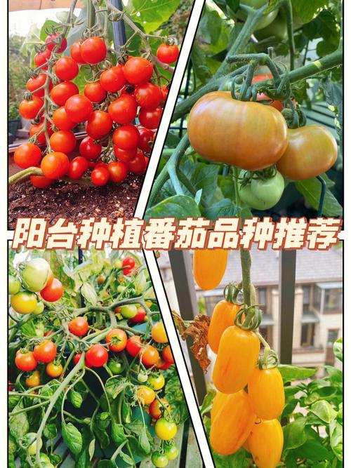 西红柿韭菜丝瓜做法_番茄韭菜怎么种植视频 西红柿韭菜丝瓜做法_番茄韭菜怎么种植视频 花朵知识