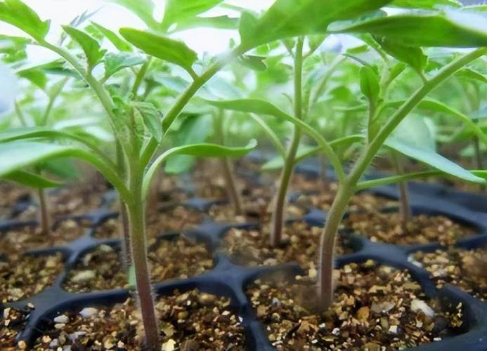 番茄的栽培技术和管理_番茄种子顶壳怎么种植视频 番茄的栽培技术和管理_番茄种子顶壳怎么种植视频 土壤施肥