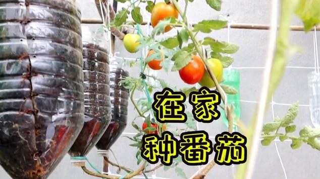 你们那里面条菜怎么吃_用油瓶种番茄怎么种植视频 你们那里面条菜怎么吃_用油瓶种番茄怎么种植视频 花朵知识