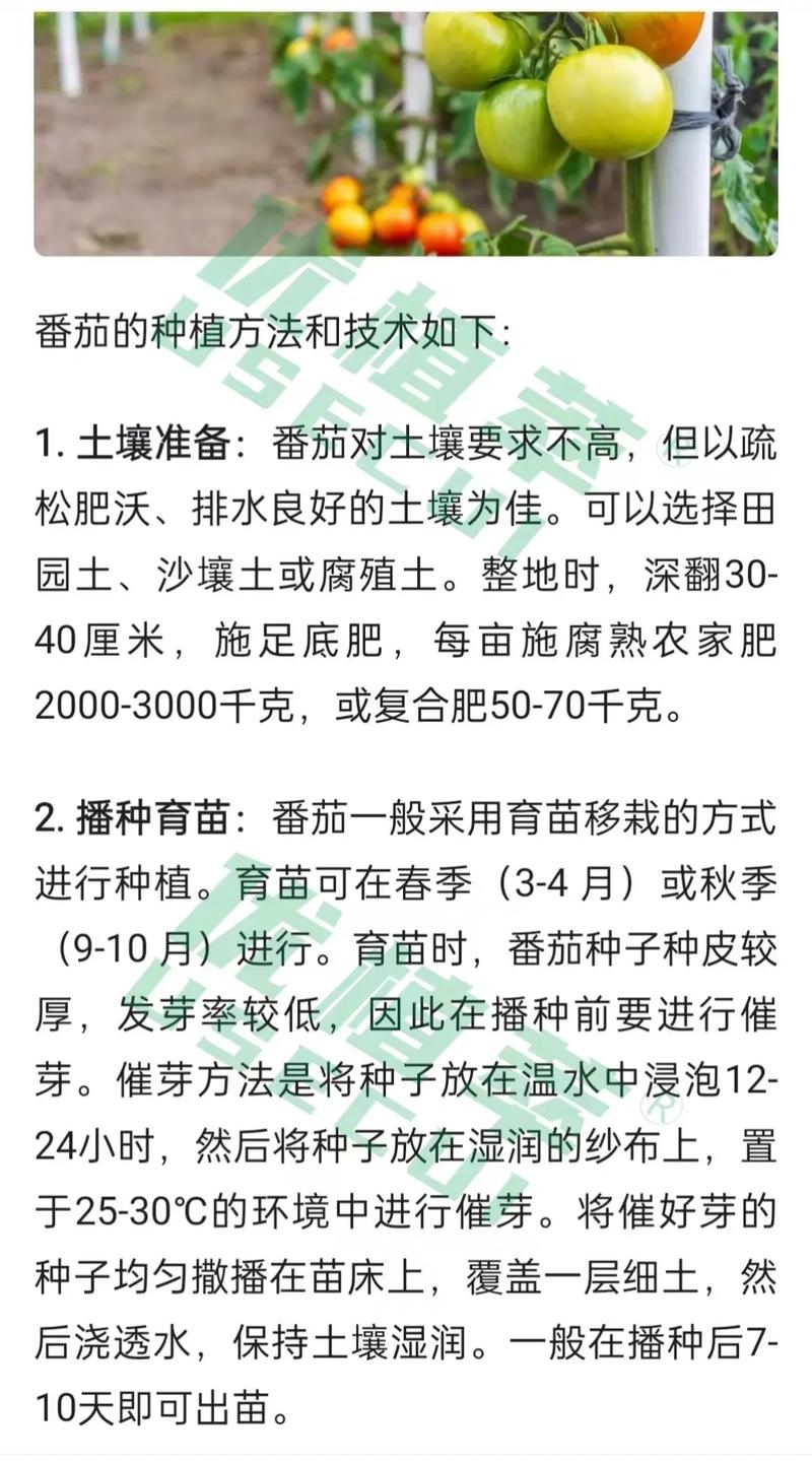植物分支类型_黄杨梨番茄种子怎么种植视频 植物分支类型_黄杨梨番茄种子怎么种植视频 土壤施肥
