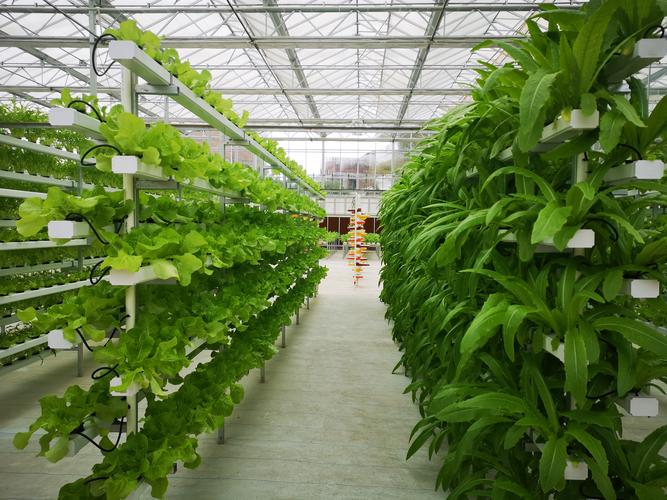 蔬菜大棚怎么建造_蔬菜种植技巧干货视频教程 蔬菜大棚怎么建造_蔬菜种植技巧干货视频教程 种植技巧